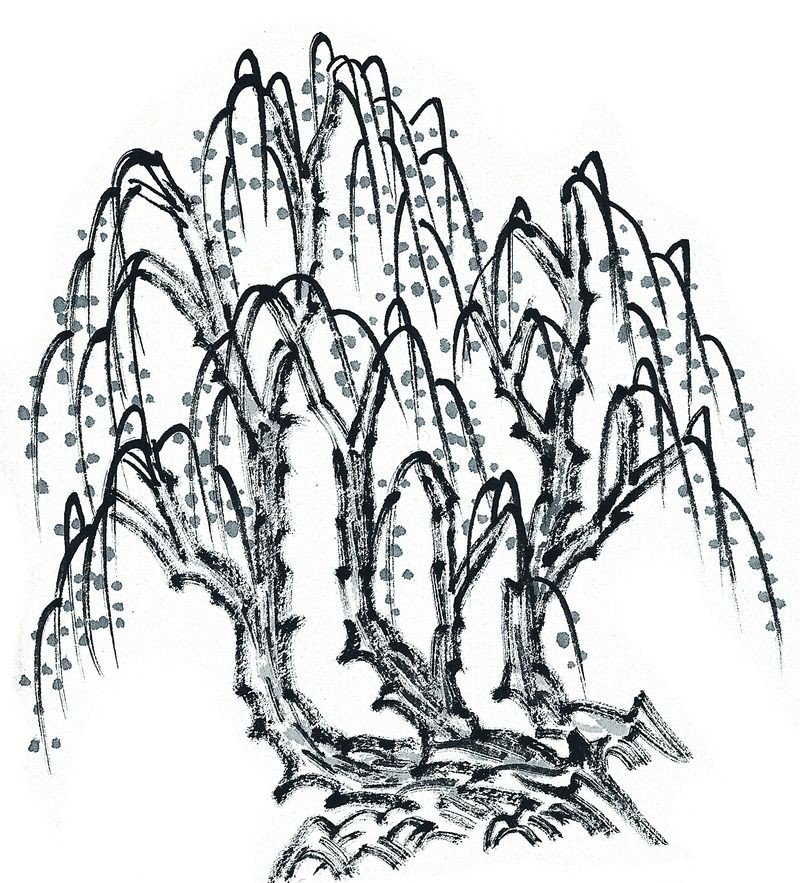 春天的柳树简笔画