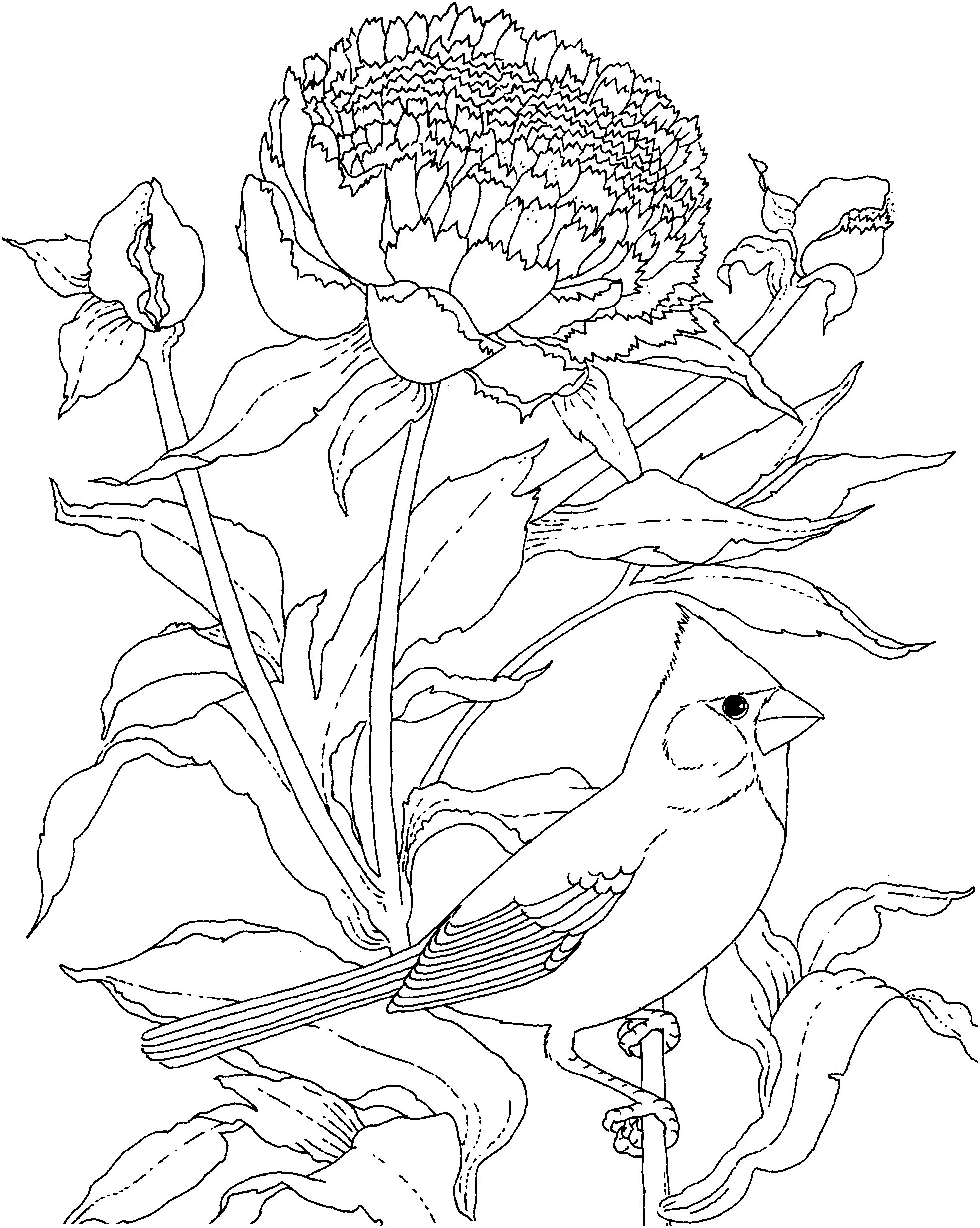 牡丹花和小鸟