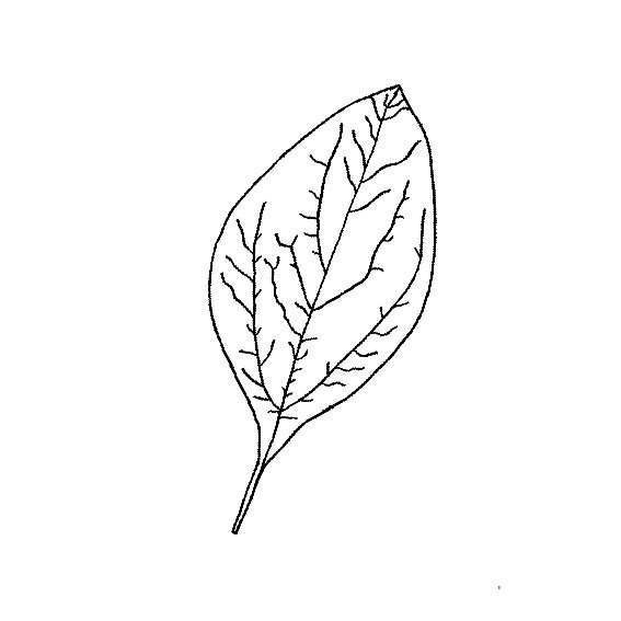 多种树叶简笔画画法
