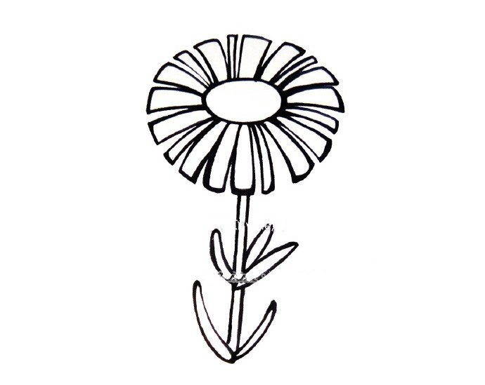 步骤三：画上雏菊的茎和叶