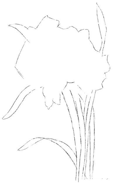 水粉植物画入门技法：水仙花的绘画步骤教程