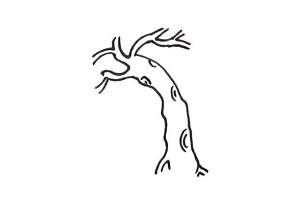 3.柳树的树干表皮不是光滑的，所以给它画上一些树痕。
