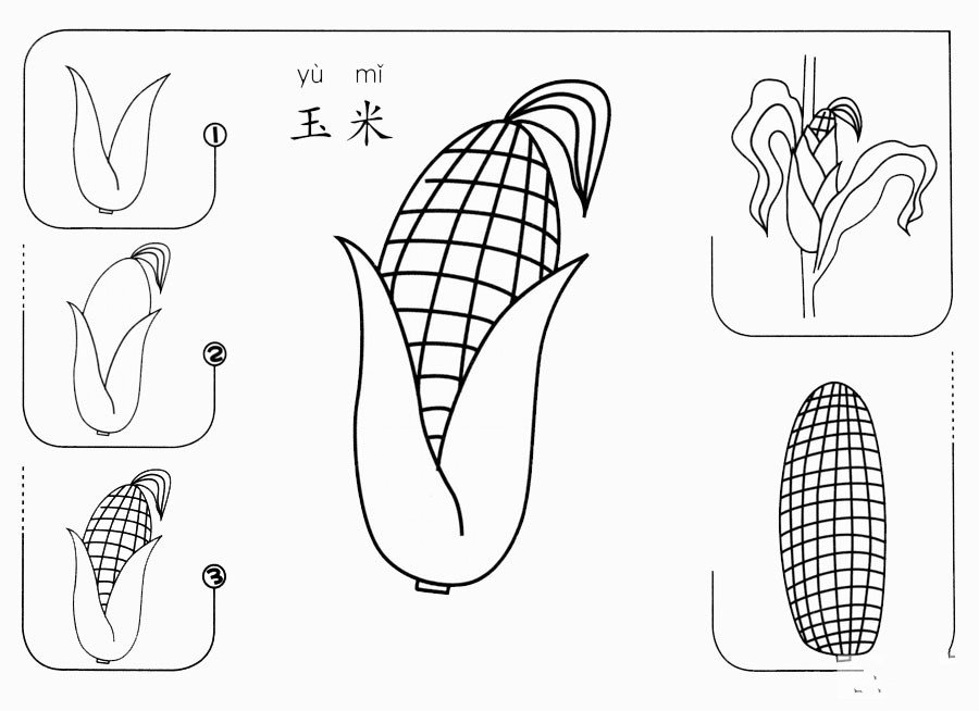 玉米怎么画