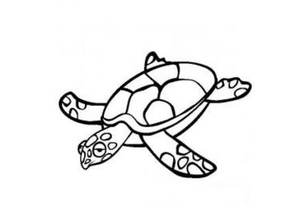 海洋生物图片 海龟简笔画图片
