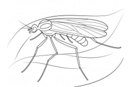 讨厌的蚊子简笔画