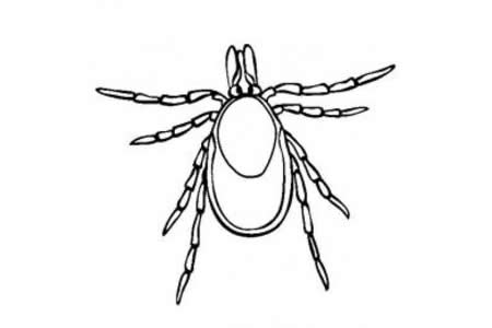 昆虫图片 蜱虫简笔画图片