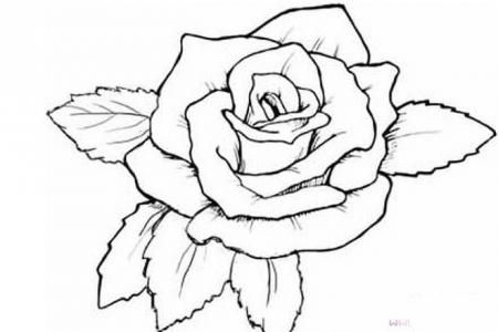 手绘简单漂亮的玫瑰花花瓣