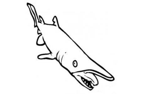 海洋生物图片 哥布林鲨简笔画图片