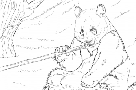 大熊猫正在吃竹子