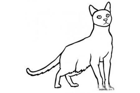 猫咪图片 哈瓦那褐色猫简笔画