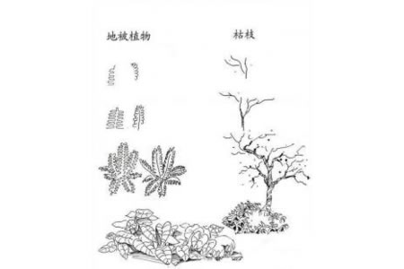 植物图片 地被植物和枯枝简笔画画法