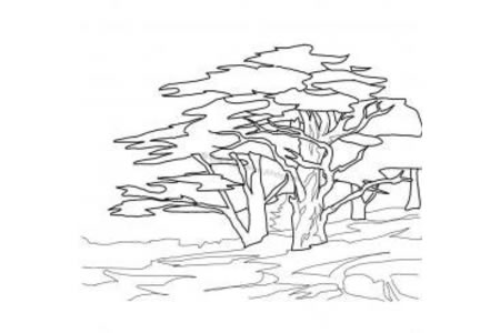 雪松树的画法