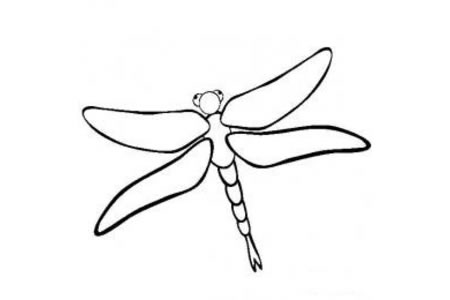 昆虫图片 蜻蜓简笔画图片