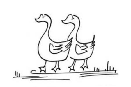 两只鸭子在水中唱歌