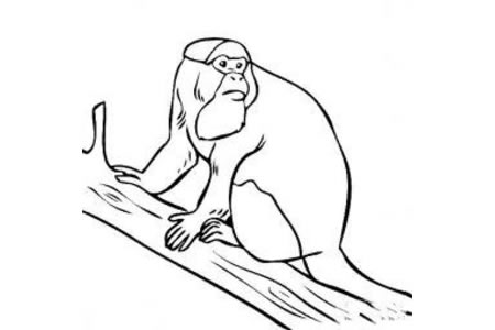 动物简笔画图片 猕猴简笔画