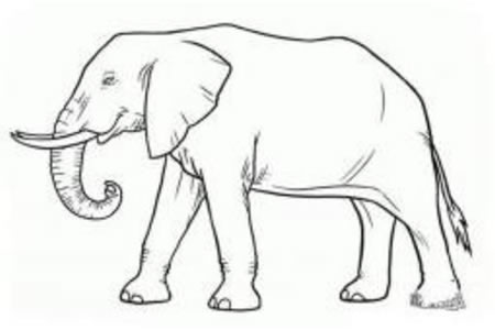 动物简笔画大全 大象简笔画