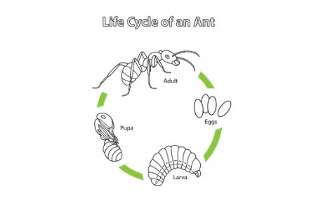 一只蚂蚁的生命周期