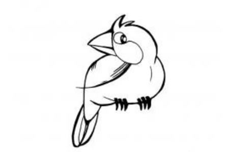 小鸟简笔画大全 可爱的鹦鹉简笔画