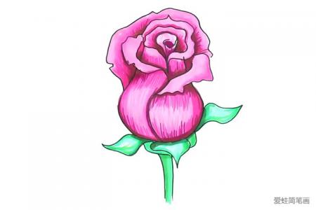 简单几步画漂亮的粉玫瑰