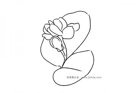 花朵的画法 茉莉花简笔画图片