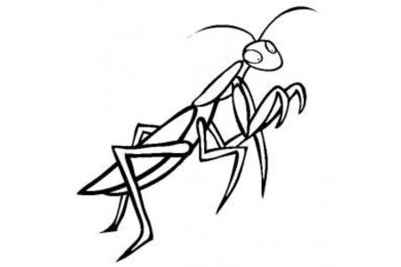 昆虫图片 螳螂简笔画图片