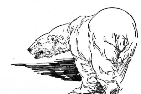 北极熊在冰面上行走