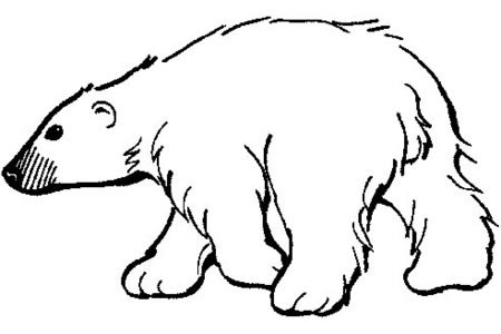 学画可爱的北极熊