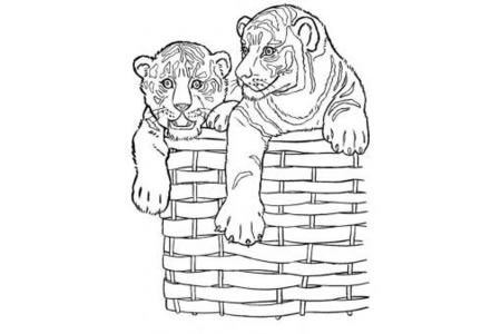 篮子里的两只小老虎