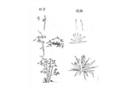 植物图片 竹子和剑麻的简笔画画法