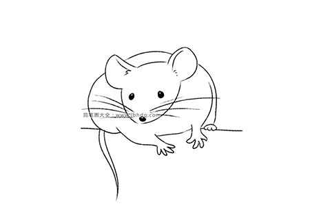 各种种类的老鼠 小白鼠