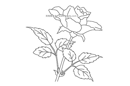 简笔画图片漂亮的玫瑰花