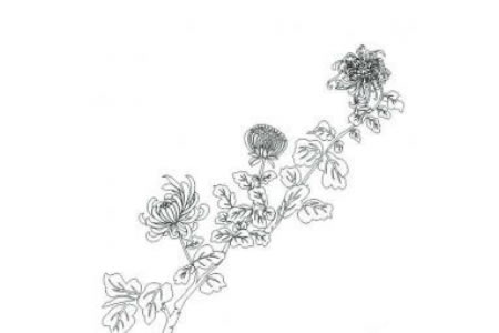 如何画菊花的简笔画图片