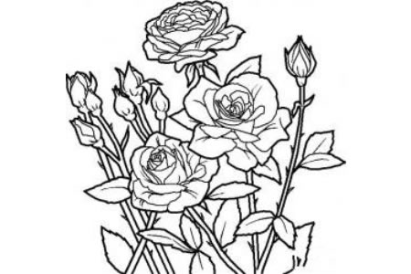 花朵的画法大全 带刺的玫瑰简笔画画法
