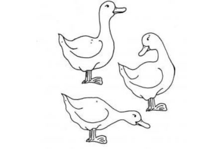 一群鸭子简笔画图片