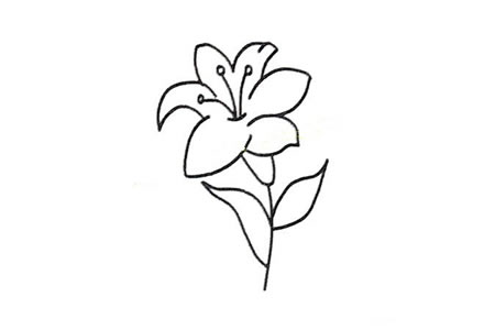 分步学画：漂亮的百合花
