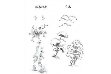 植物图片 藤本植物和乔木简笔画画法