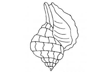 海洋生物贝壳简笔画