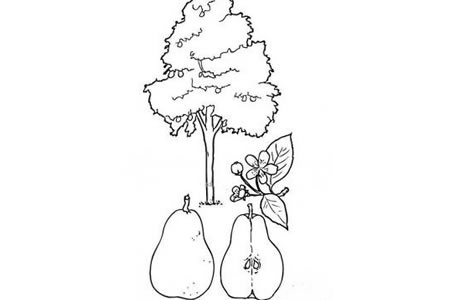 梨子树简笔画