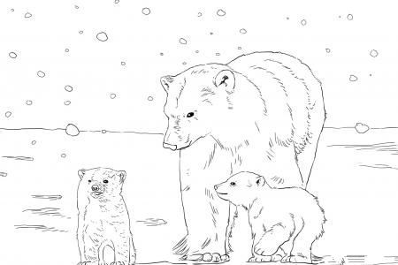 北极熊妈妈带着两只幼崽
