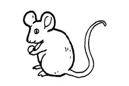 机智小老鼠简笔画图片