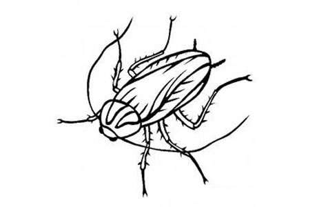 昆虫图片 蟑螂简笔画图片
