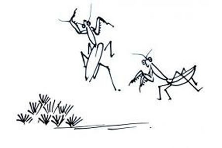 螳螂的简笔画画法