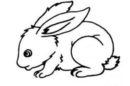 兔子简笔画大全 关于兔子的线描画
