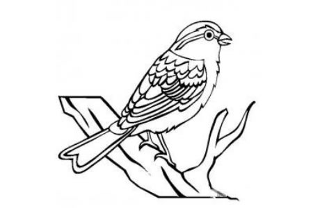 动物简笔画大全 褐斑翅雀鹀简笔画图片