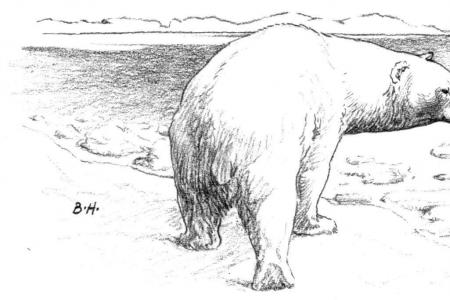 在冰面上的北极熊