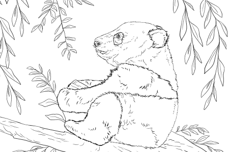 熊猫宝宝坐在树上