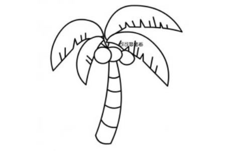 如何画高大的椰子树简笔画图片