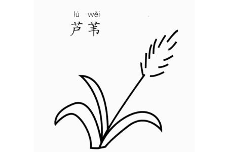 芦苇怎么画