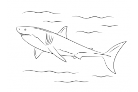 大白鲨简笔画图片
