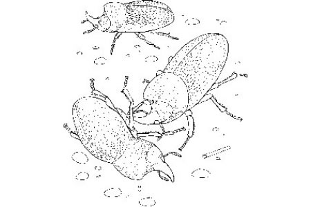 犀牛甲虫